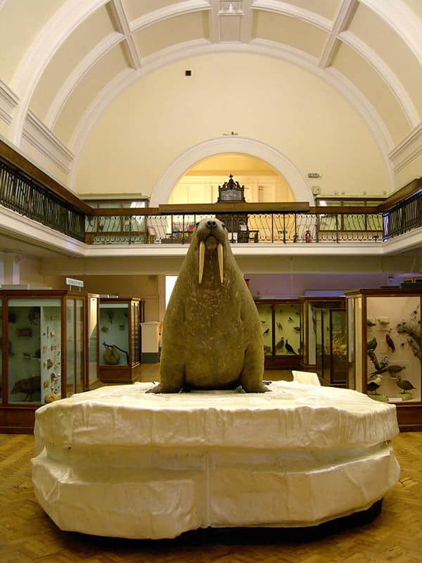 The Walrus in the Natural History Galleries at the Horniman Museum