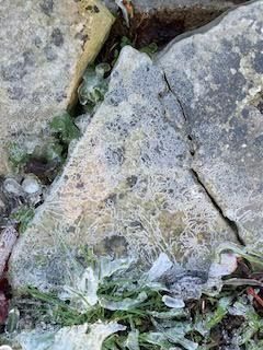 colour photo of a triangular stone with a tracery of ice over its surface, similar stones to either side, green foliage in the lower section of the image also frosted with small cylindrical icicles forming around and in-between the leaves