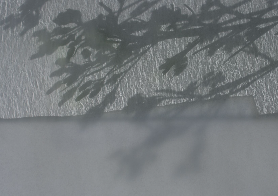 Tones of grey,  the stretched shadows of canadian fleabane, against patterns of refracted glass and folded paper.