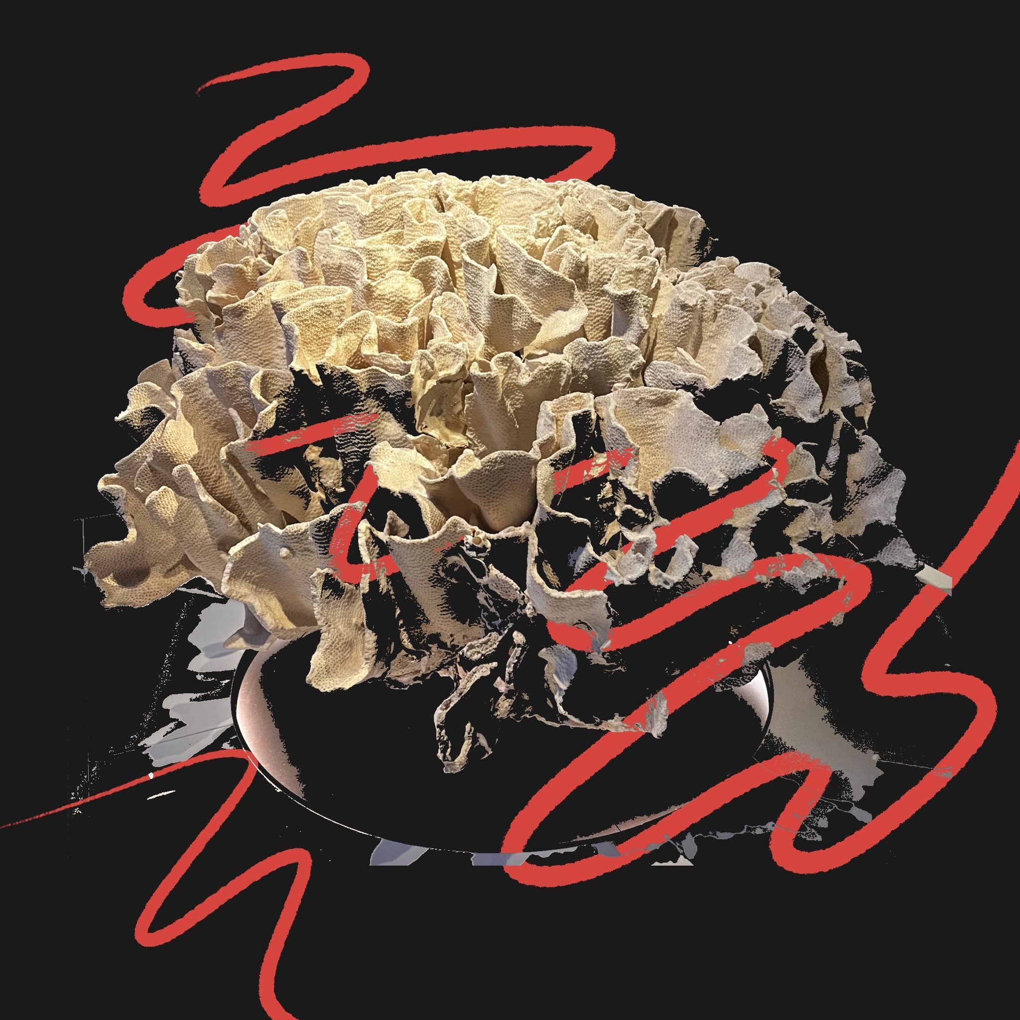 Picture of Coral with sketching over it