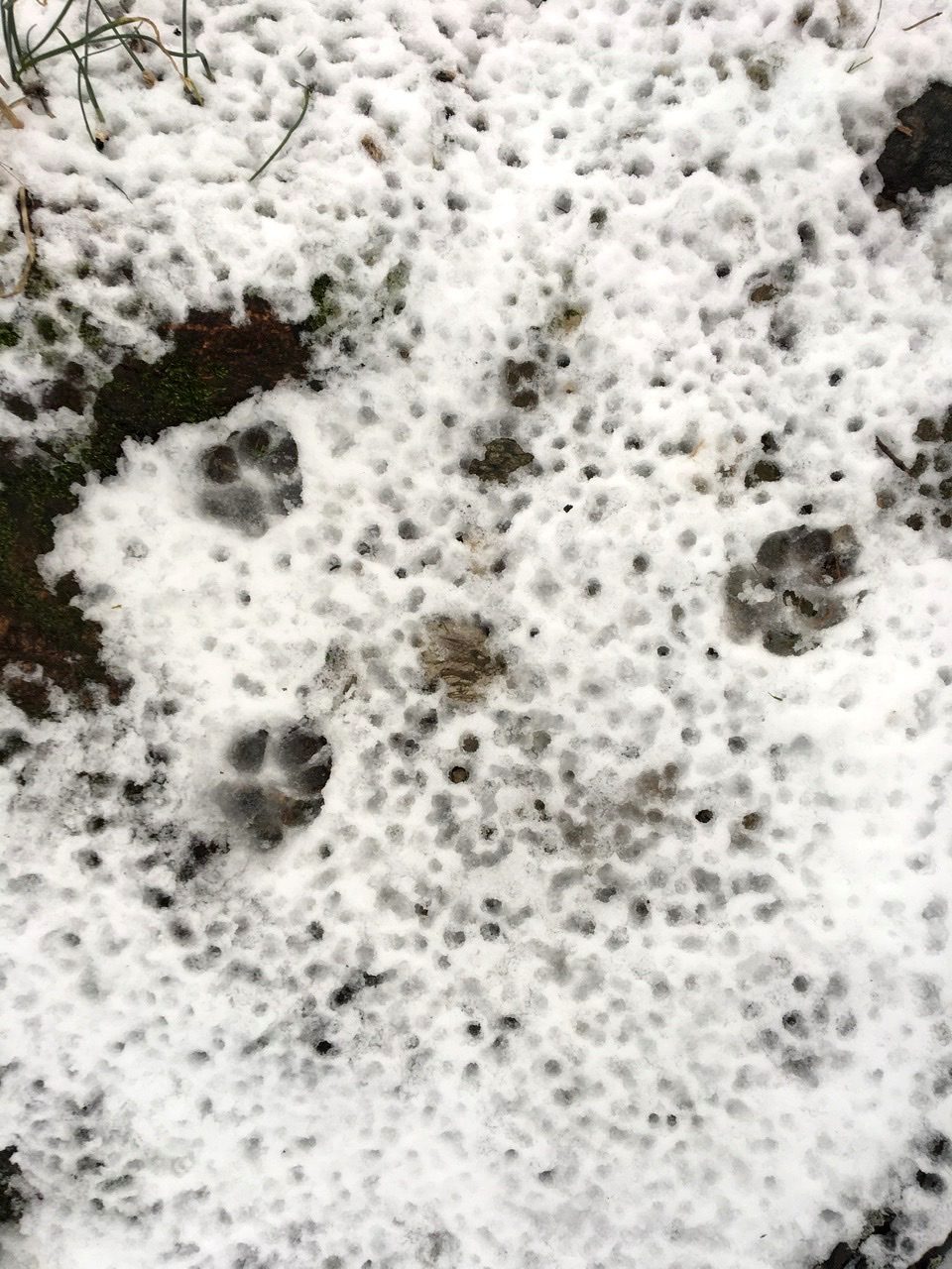 Marks of 2 paws of a dog