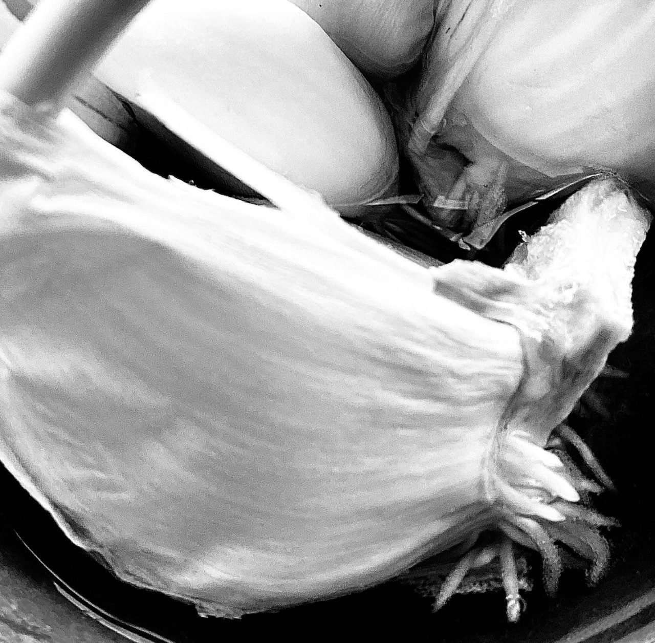 Black and White Close-Up Photograph of Garlic Bulbs and new roots