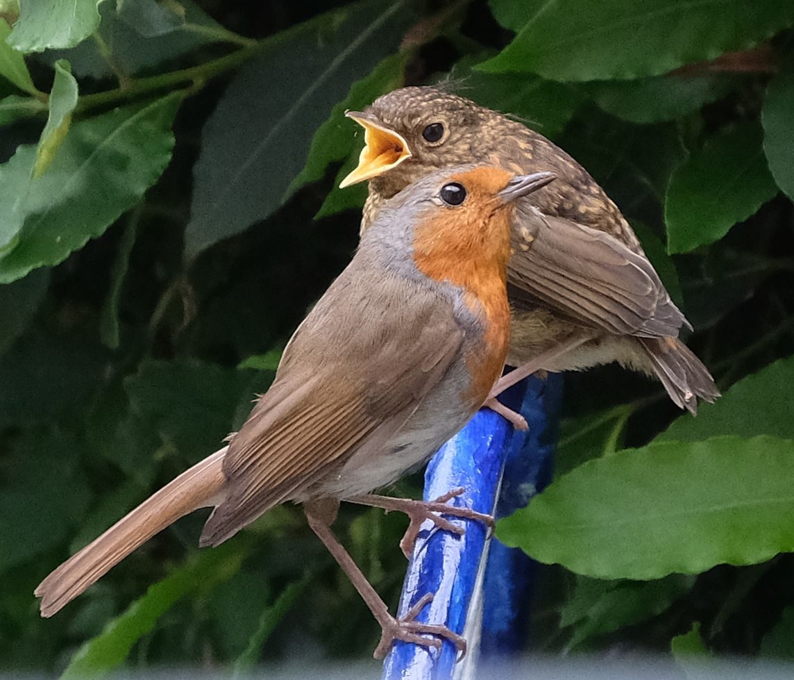 photography based digital image