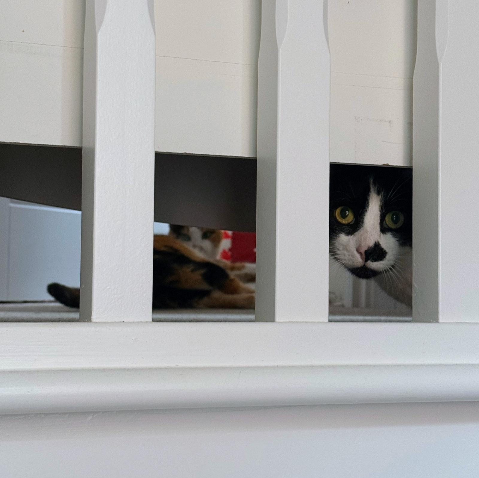 a photo of two cats looking through white wooden railings. one black and white cat is in the foreground looking out. you can just about see the calico cat in the background laid on their side