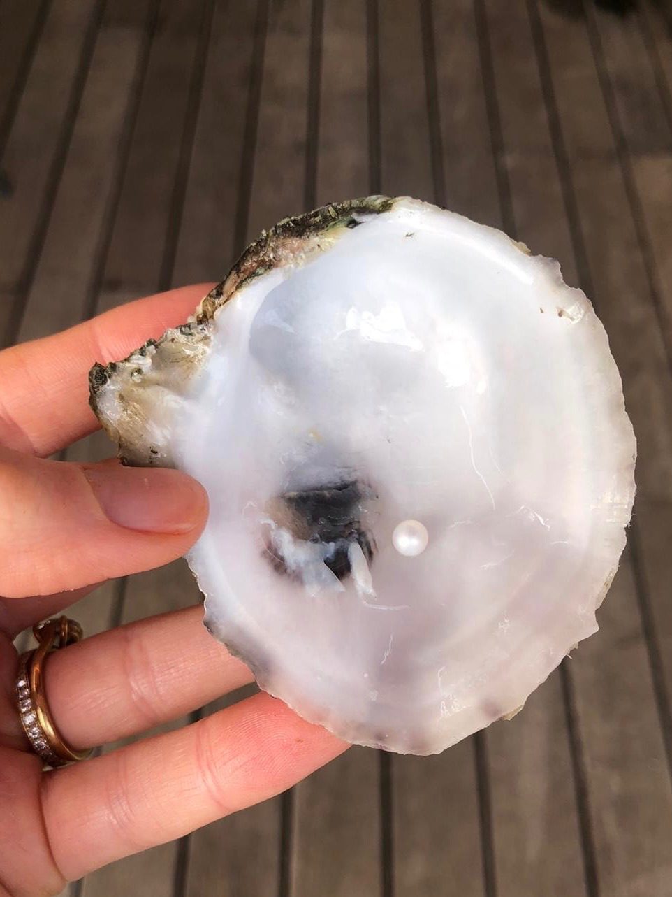 Photo of an oyster shell with a pearl in it
