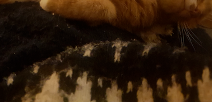 section of fairisle jumper and ginger cat