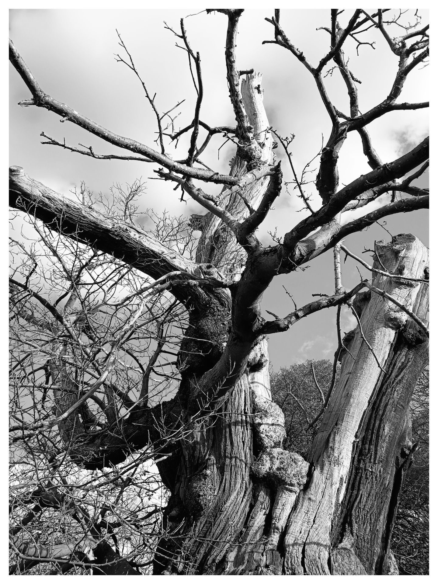 Black and white photograph of a tree