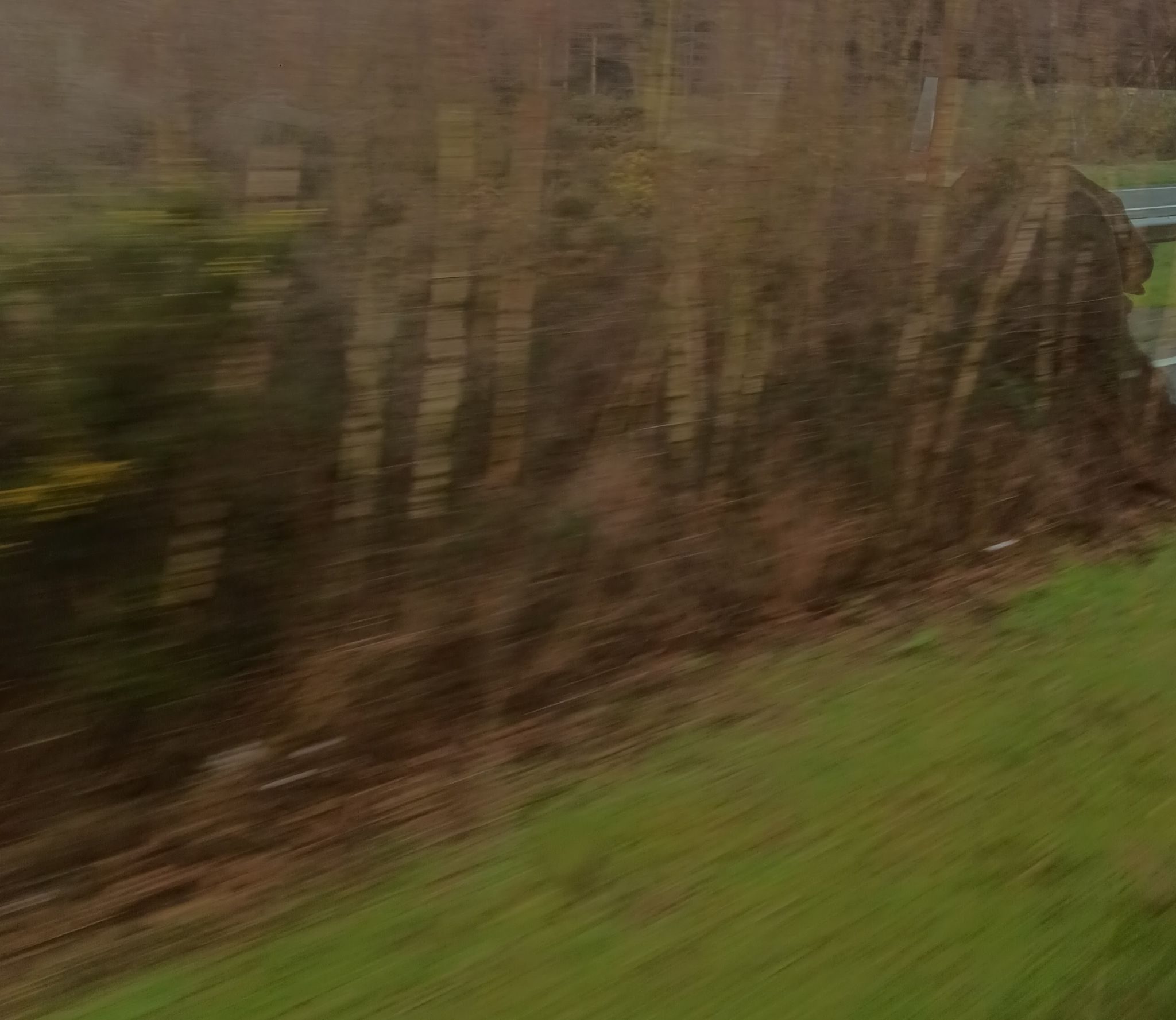 Shrubbery seen from a bus window at speed