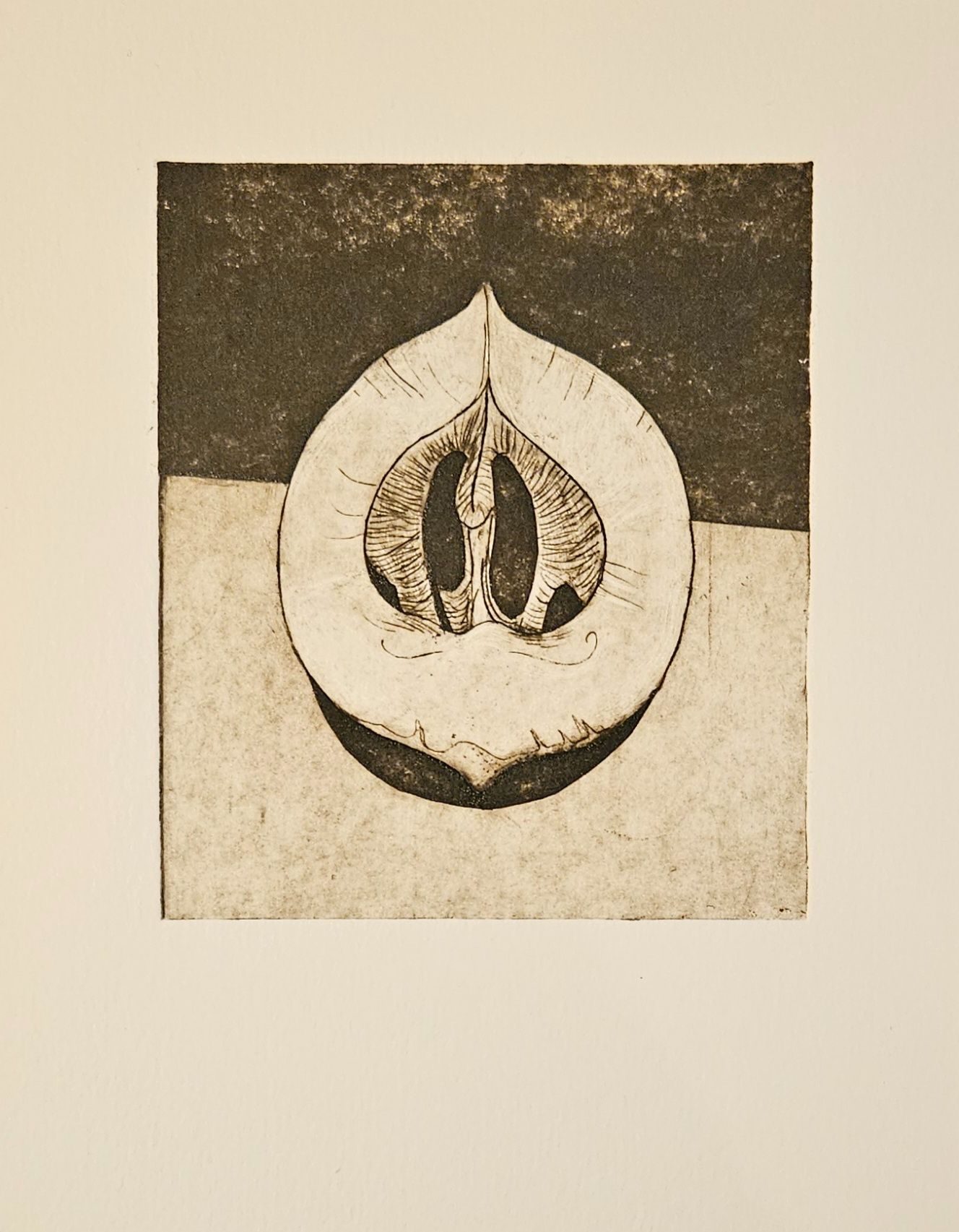 An intaglio print in sepia of a hickory nut.
