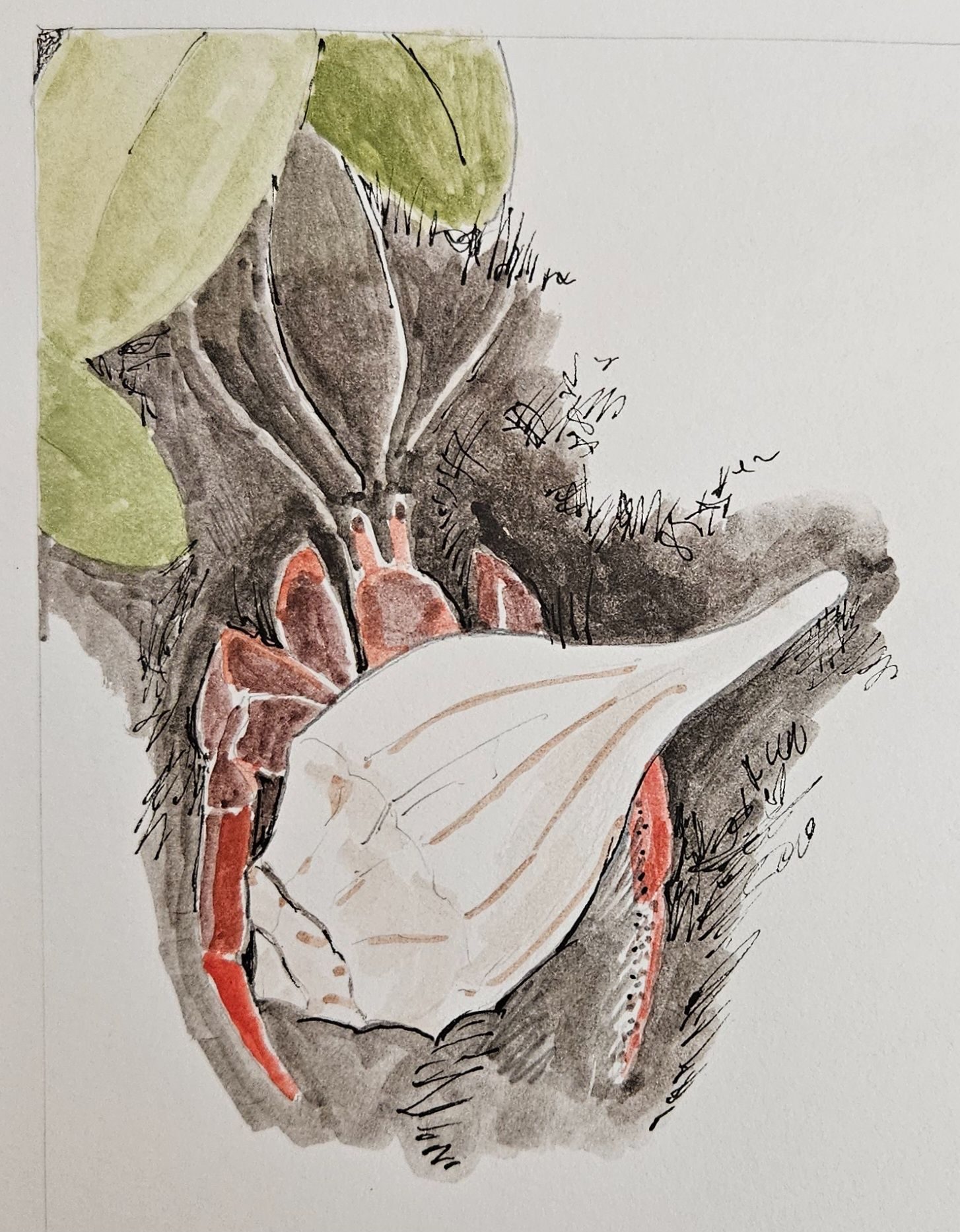 A watercolor sketch of a red hermit crab in a white seashell.