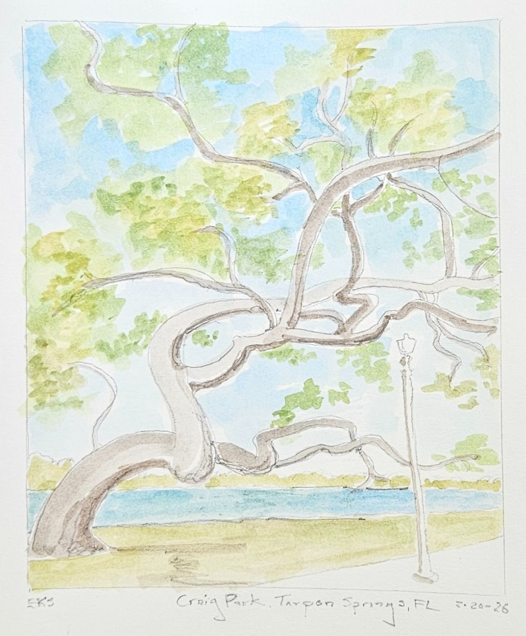 A watercolor of a Live Oak tree beside a blue harbor.