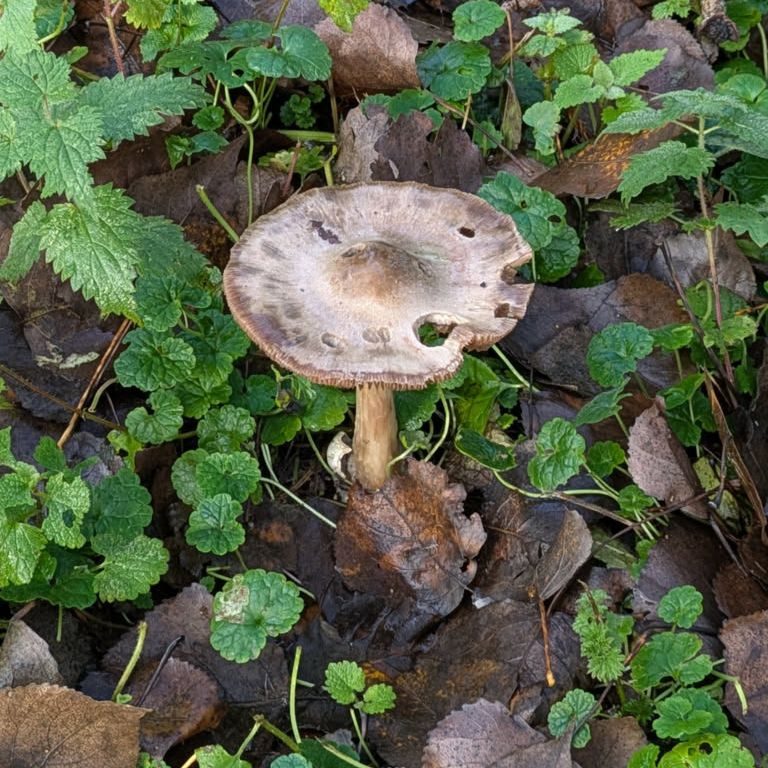 Mushroom in the middle off green grass and dry leaves