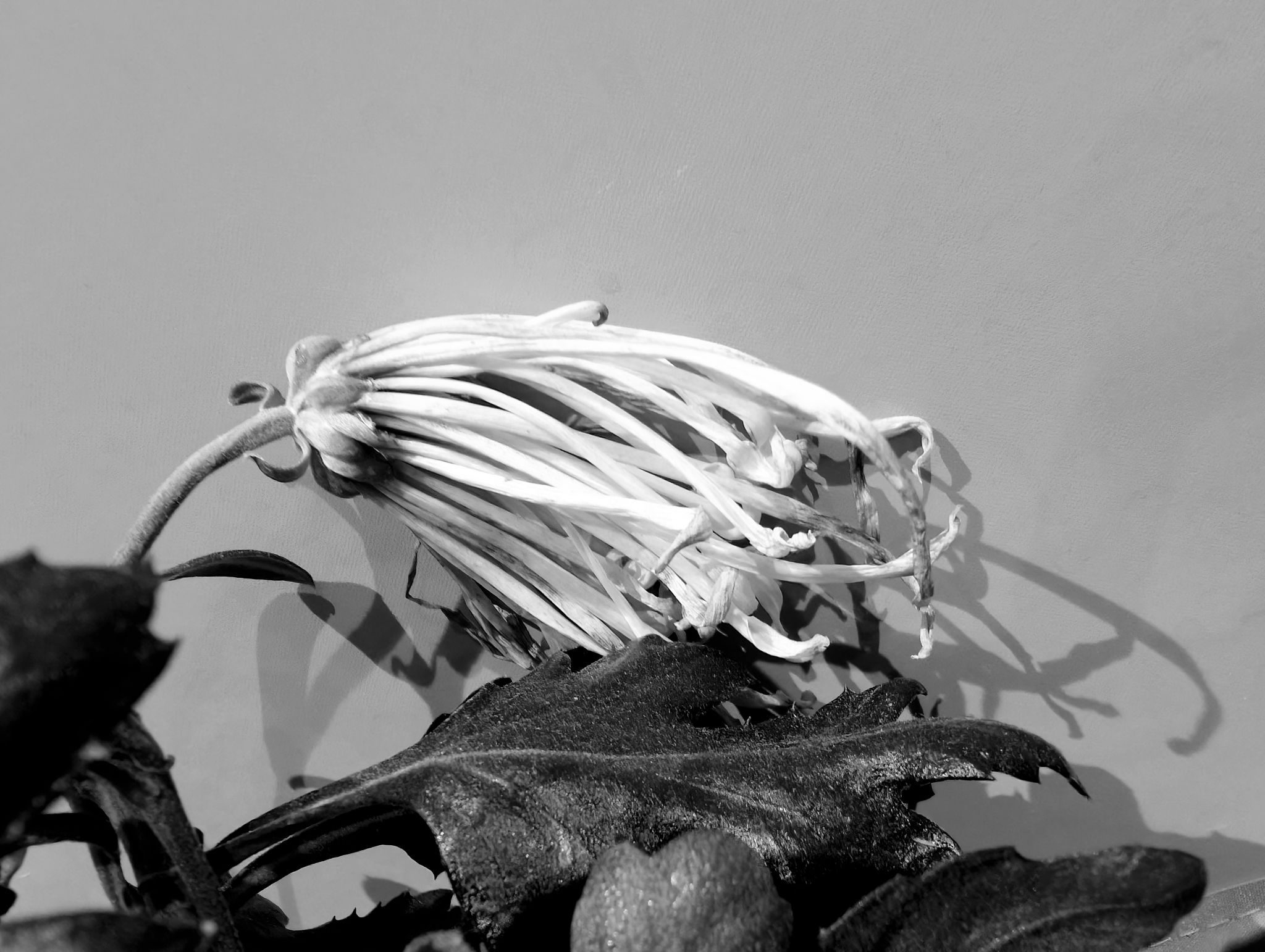 Black and white image of a cream flower head that's drooping