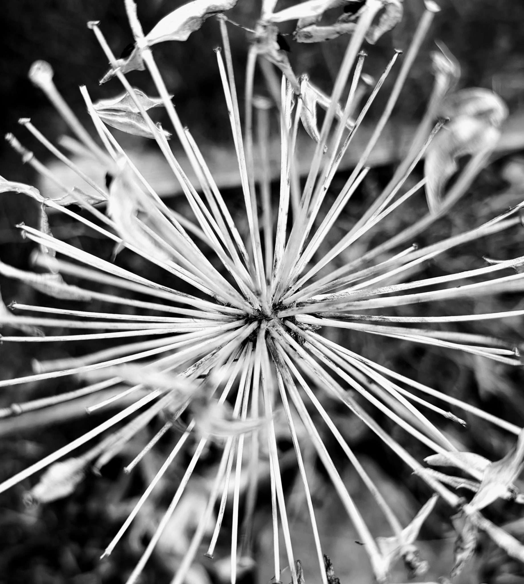 Black and white square photo of a large sunburst shaped seed head
