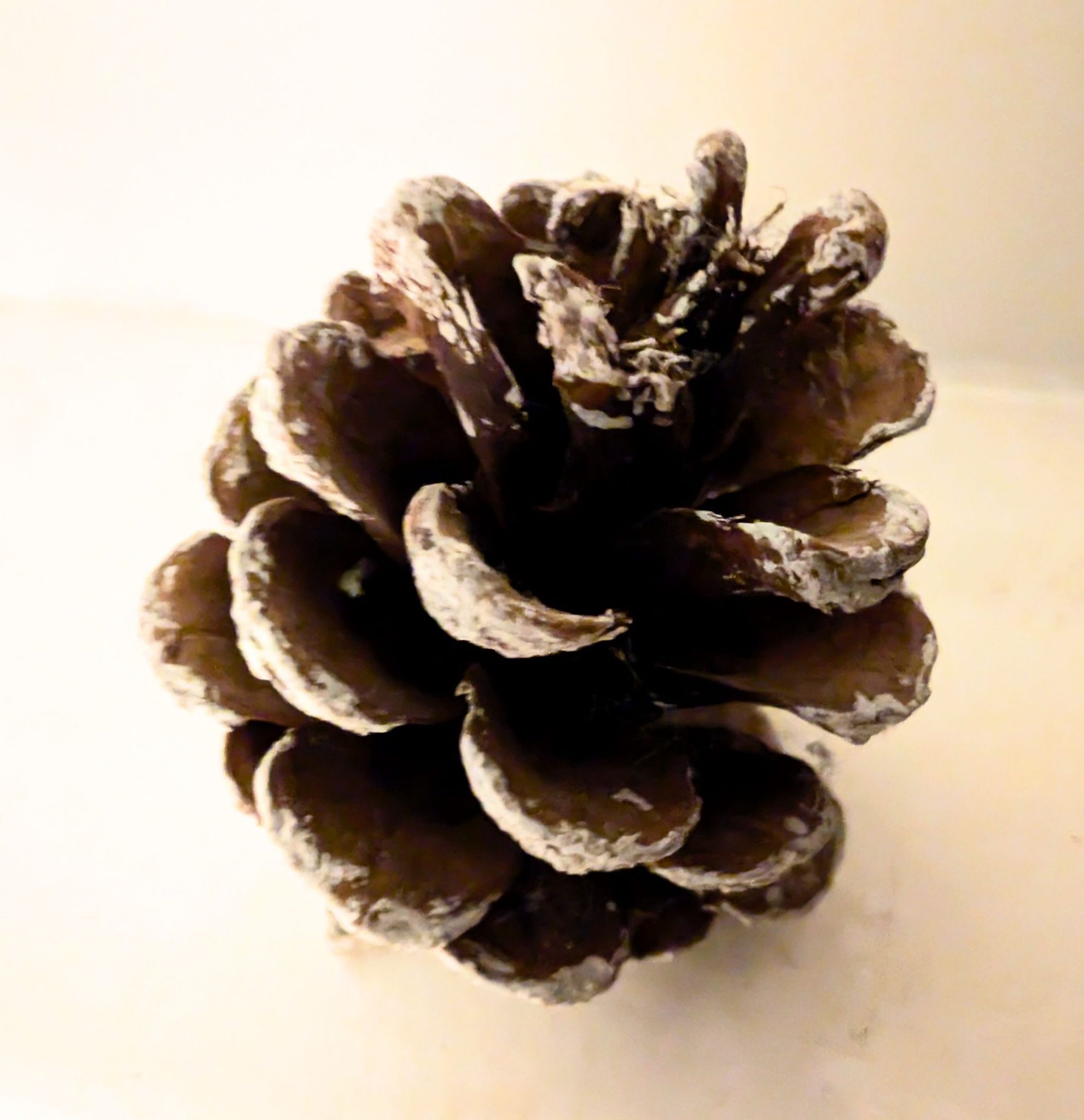 Still life image of a pinecone