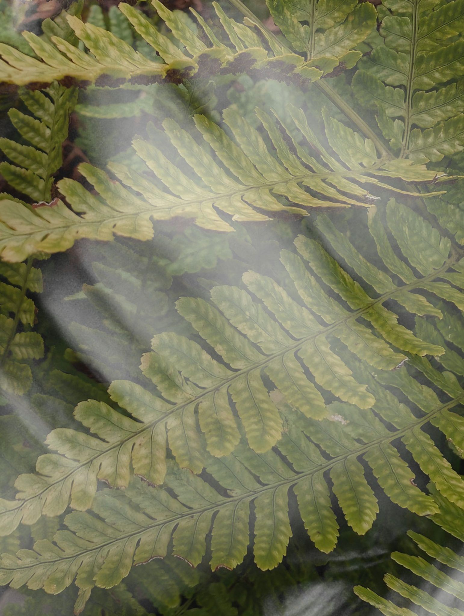 Image of self portrait and ferns from previous days blended into one image and reversed