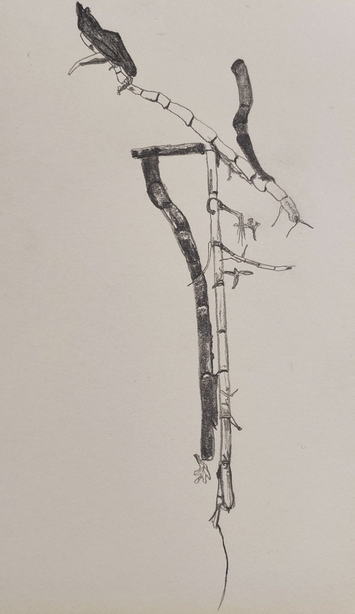 Pencil drawing on paper inspired by sticks noticed on a post-storm beach walk.”