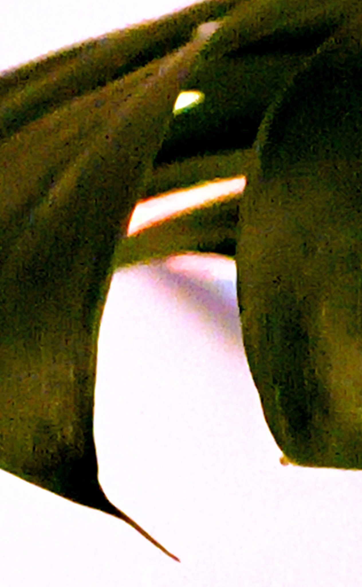 Abstract image of a plant close up