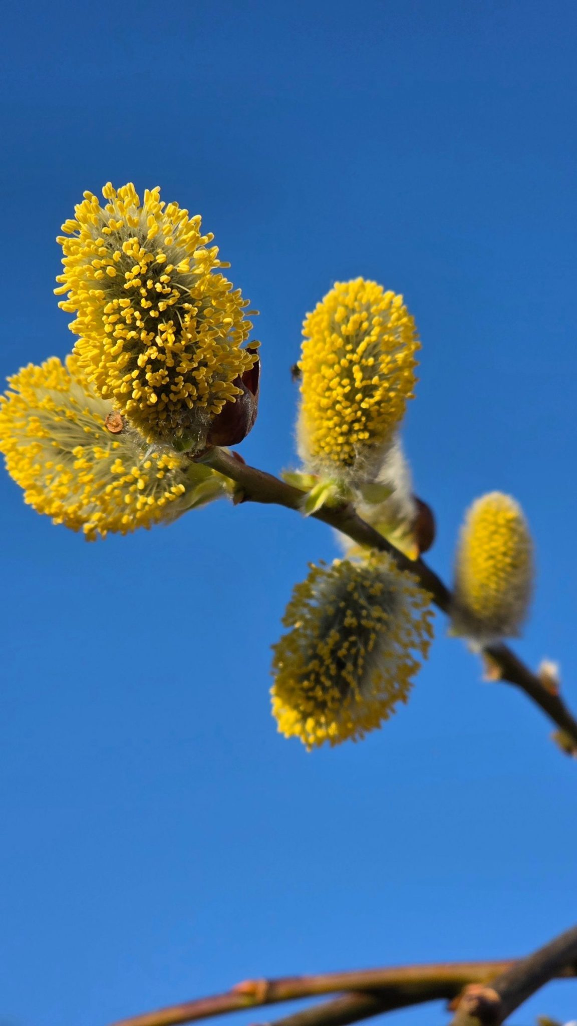 Photograph of opening pussy-willow flowers burgeoning with yellow stamens against a cloudless bright blue sky