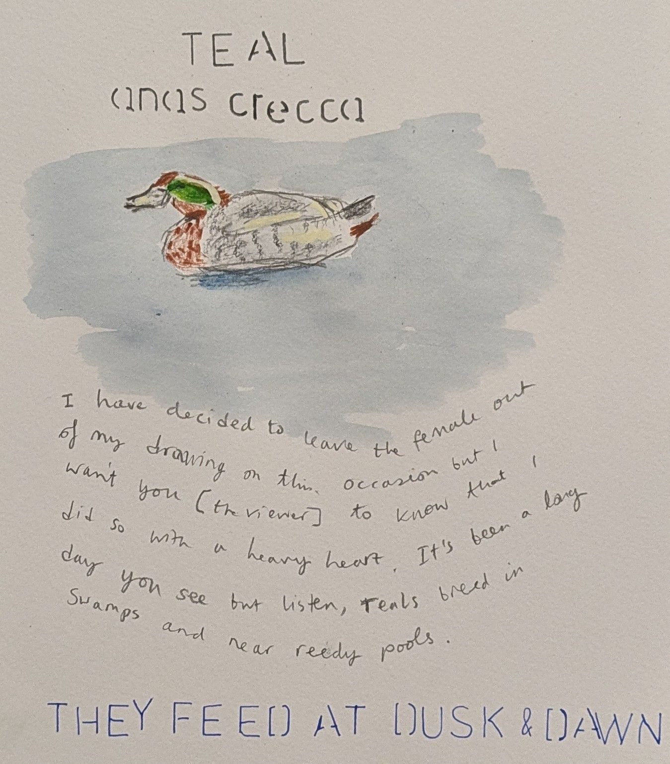 Duck from page 37 of a birdwatching book. There is text detailing the Teal and it's scientific name and also some other words.