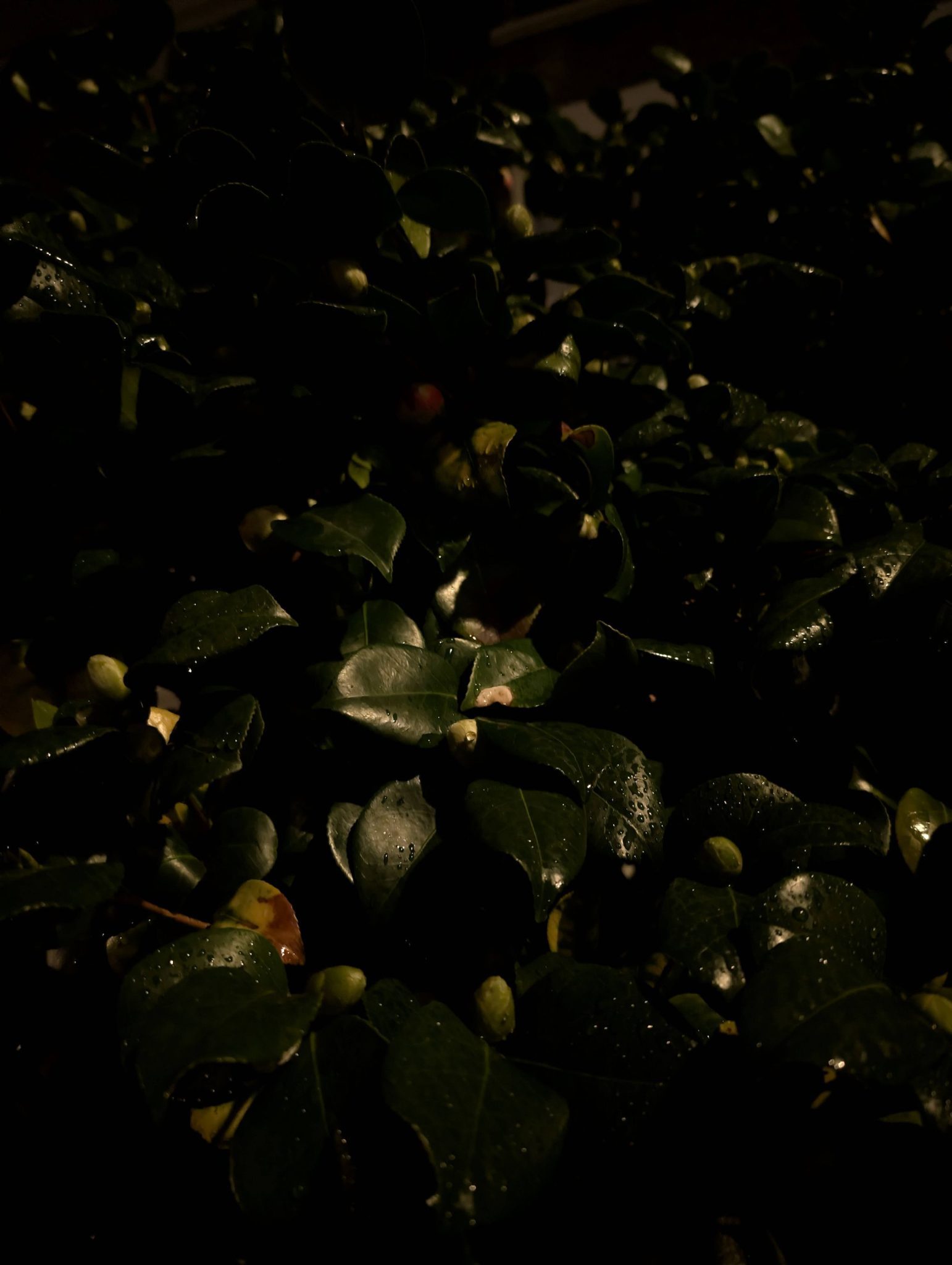 Photo from the evening walk