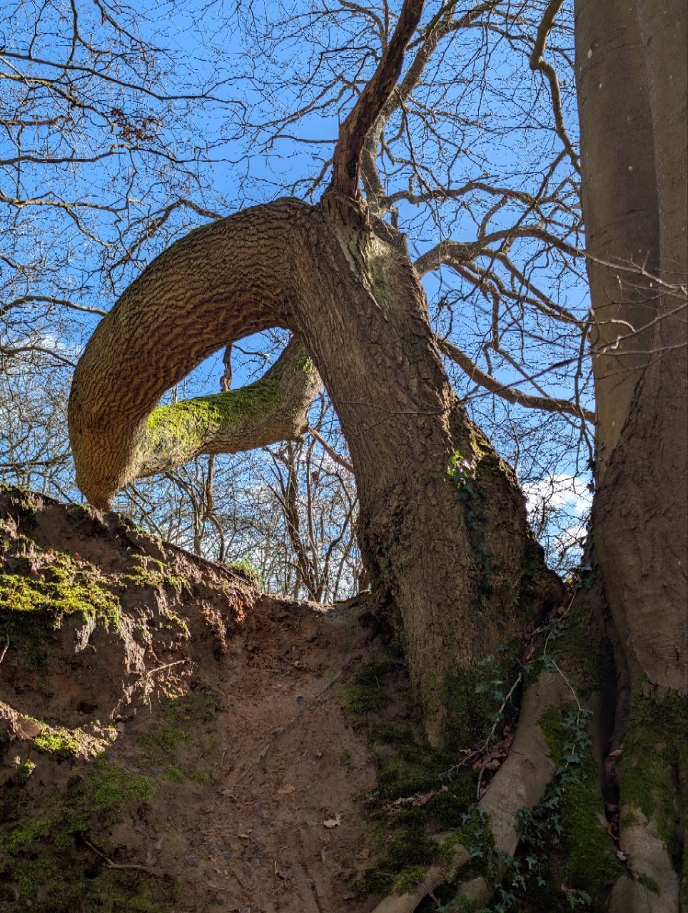 A photograph of a strange tree