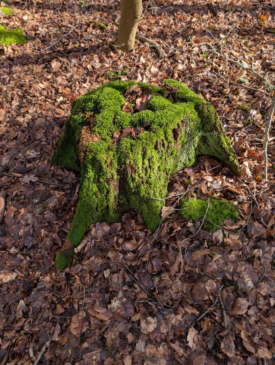 Beautiful mossy stump in the woods