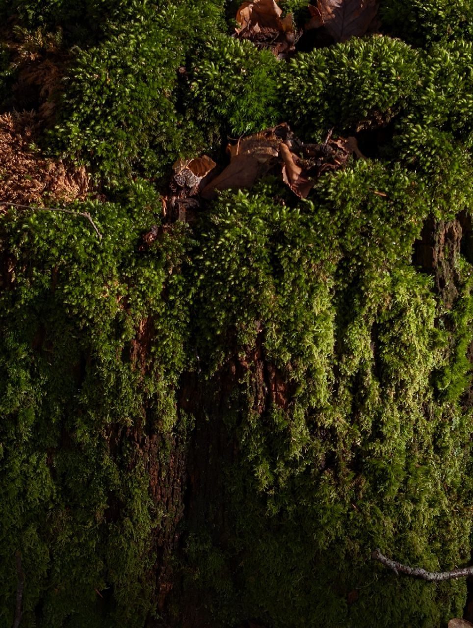 A texture of moss