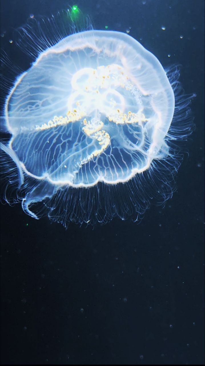 A jellyfish photograph