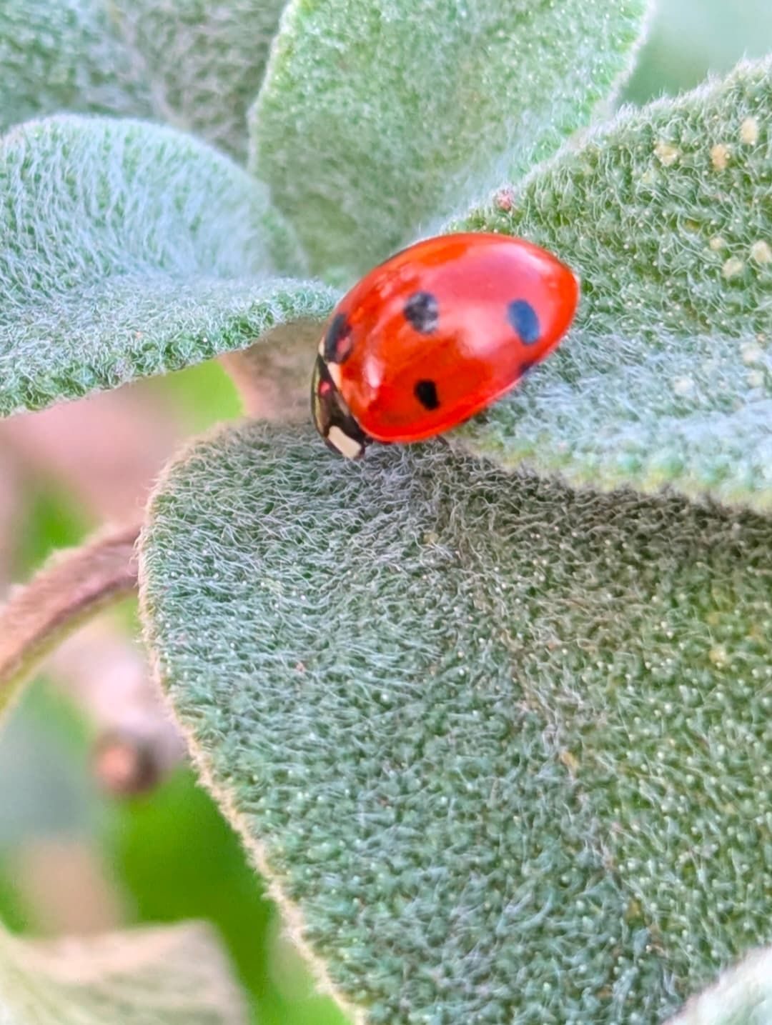 Ladybird on a leaf