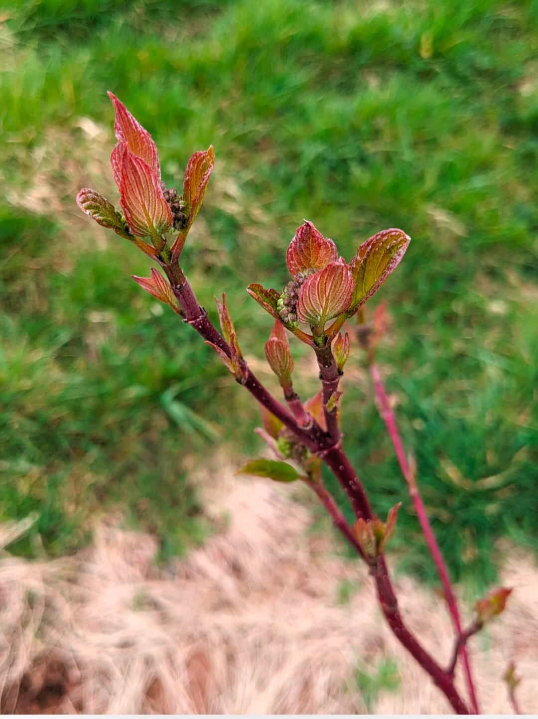 New leaves on a branch