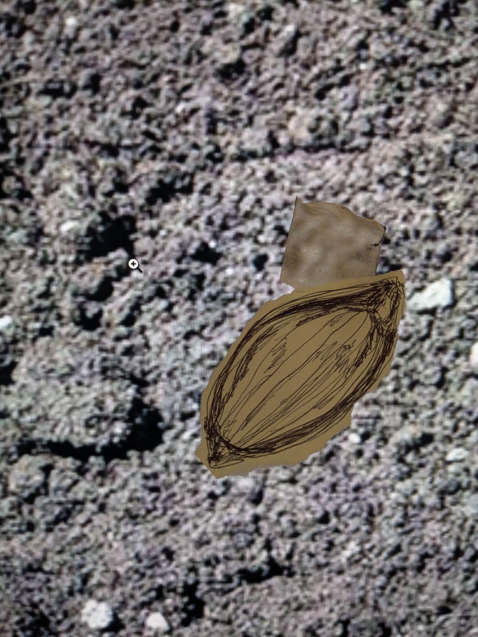 Biro drawing of a seed on cream paper. Seed image torn around edges and stuck using masking tape onto a soil background.