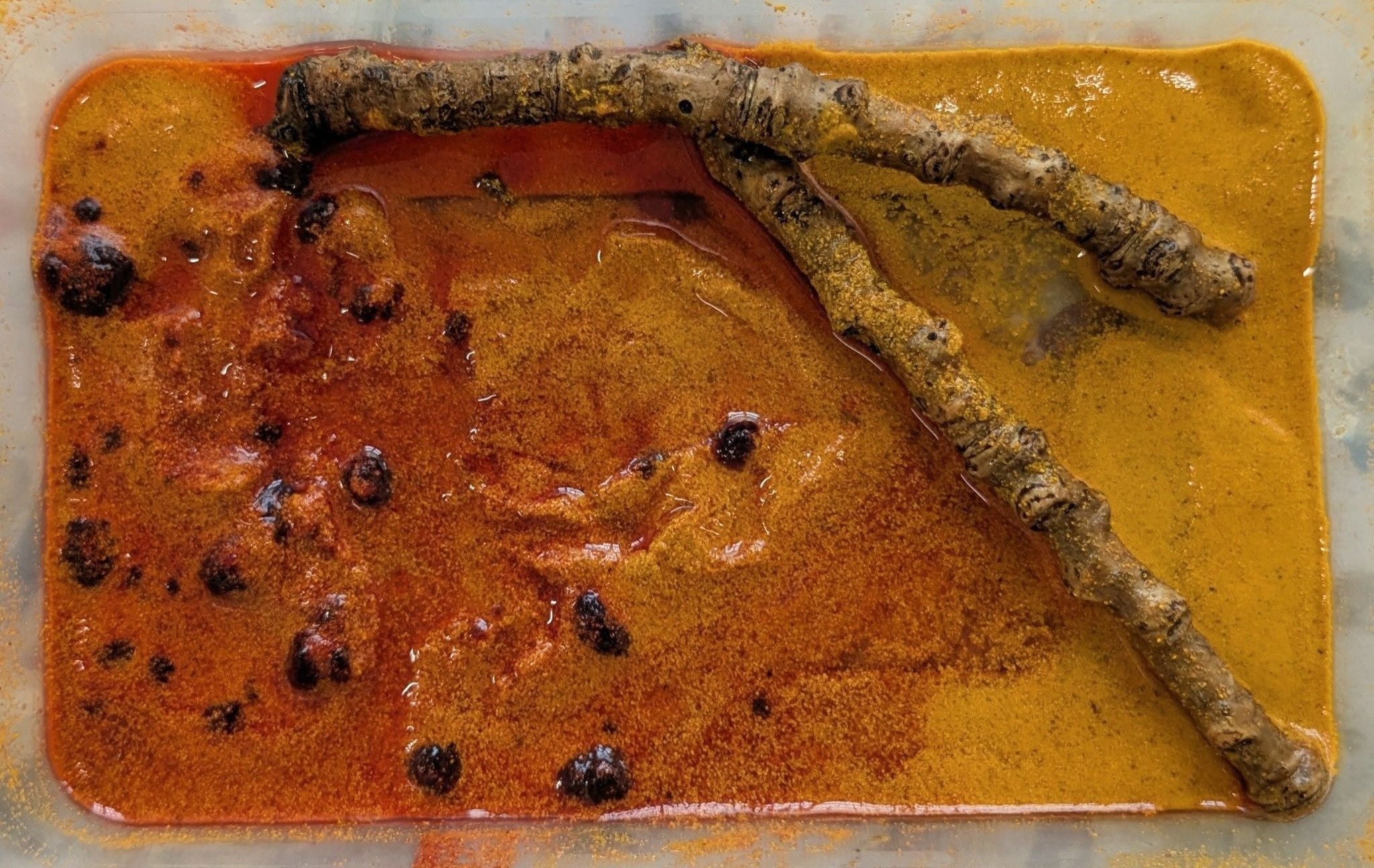 Photograph of mixed up turmeric and beetroot powder with water in a clear tupperware. Two twigs sit on top of the mixture.