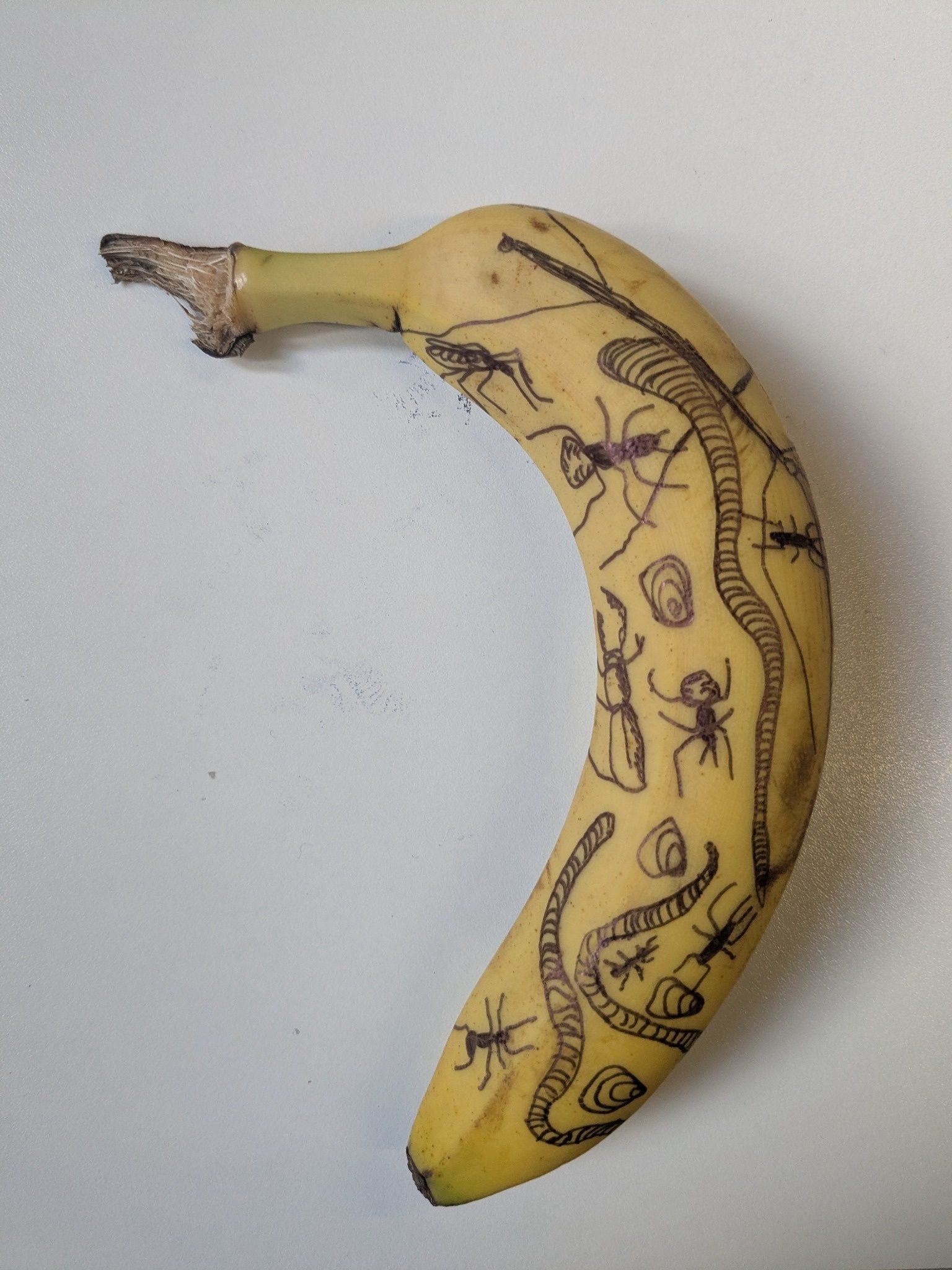 Photograph of a banana with bugs and worms drawn on the skin with black biro.