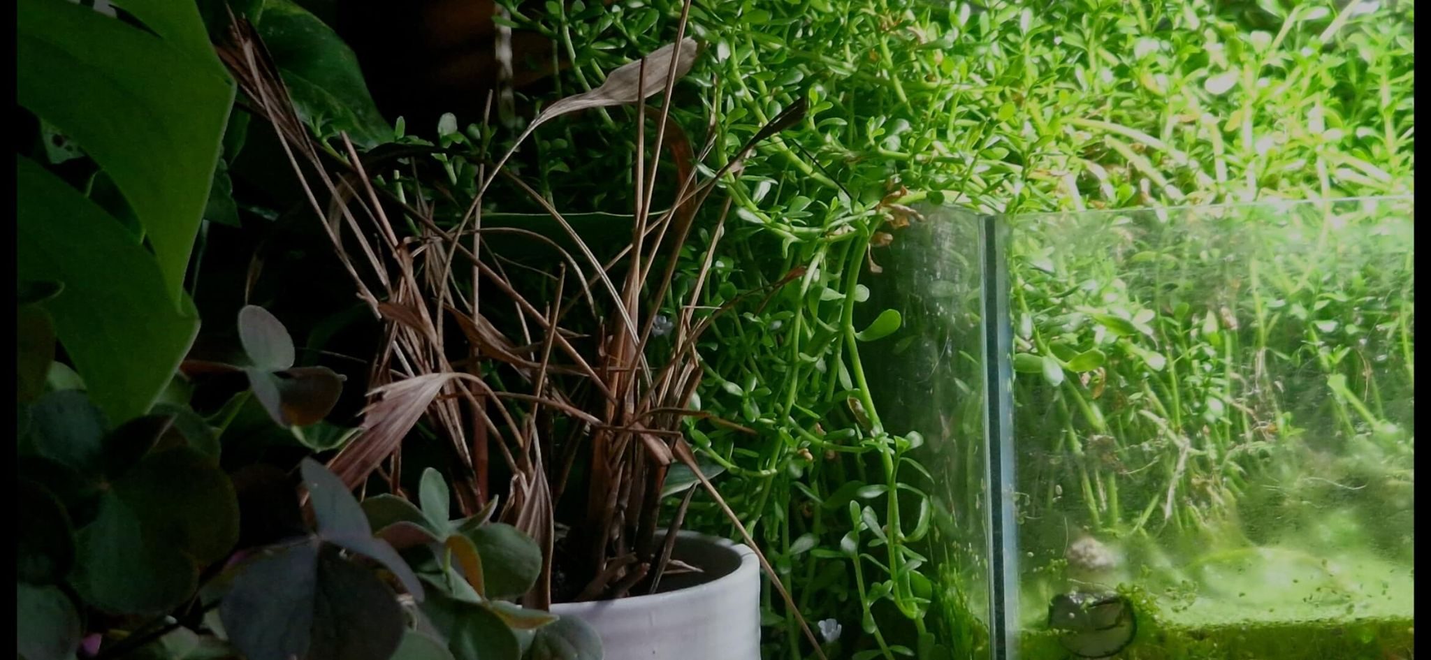 A singular wilted palm sat amongst lush green foliage.