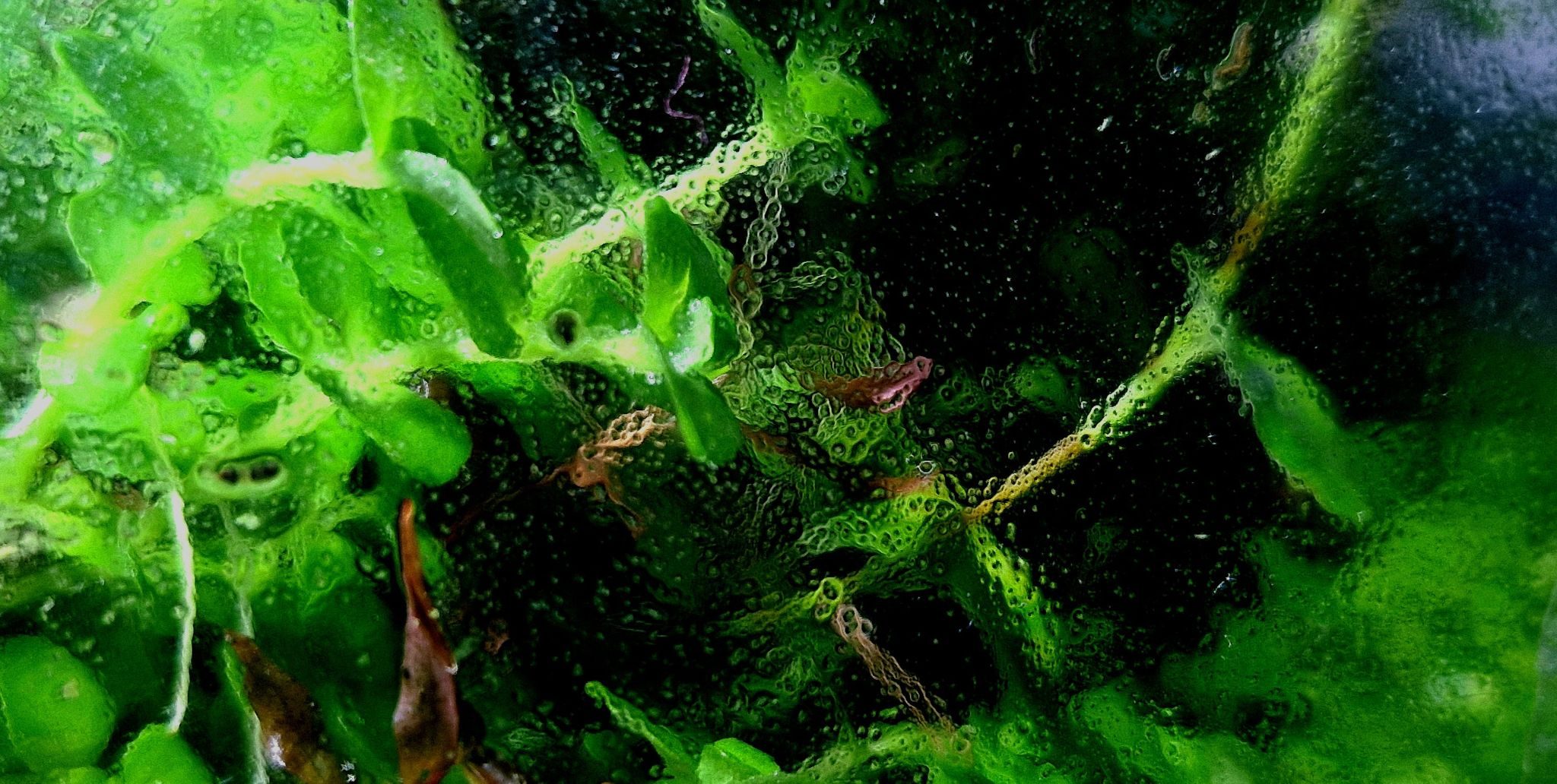 Overgrown Bacopa Austrailensis from behind glass covered in a biofilm tapestry.