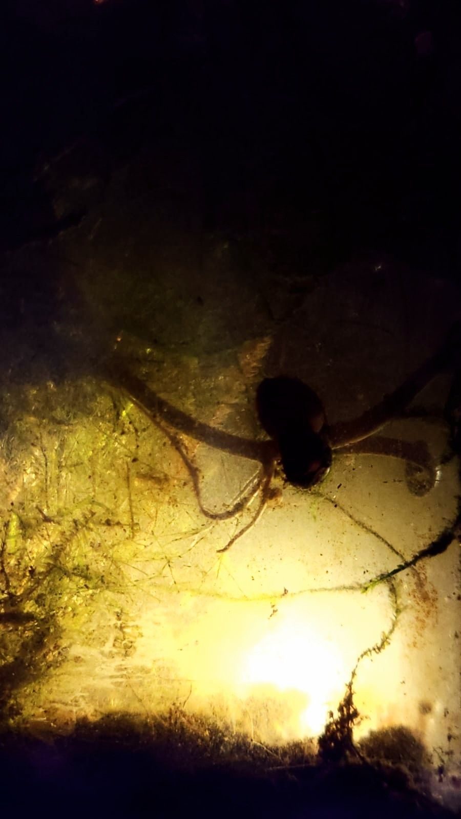 A dull light, shining through leaves, mulm and detritus.