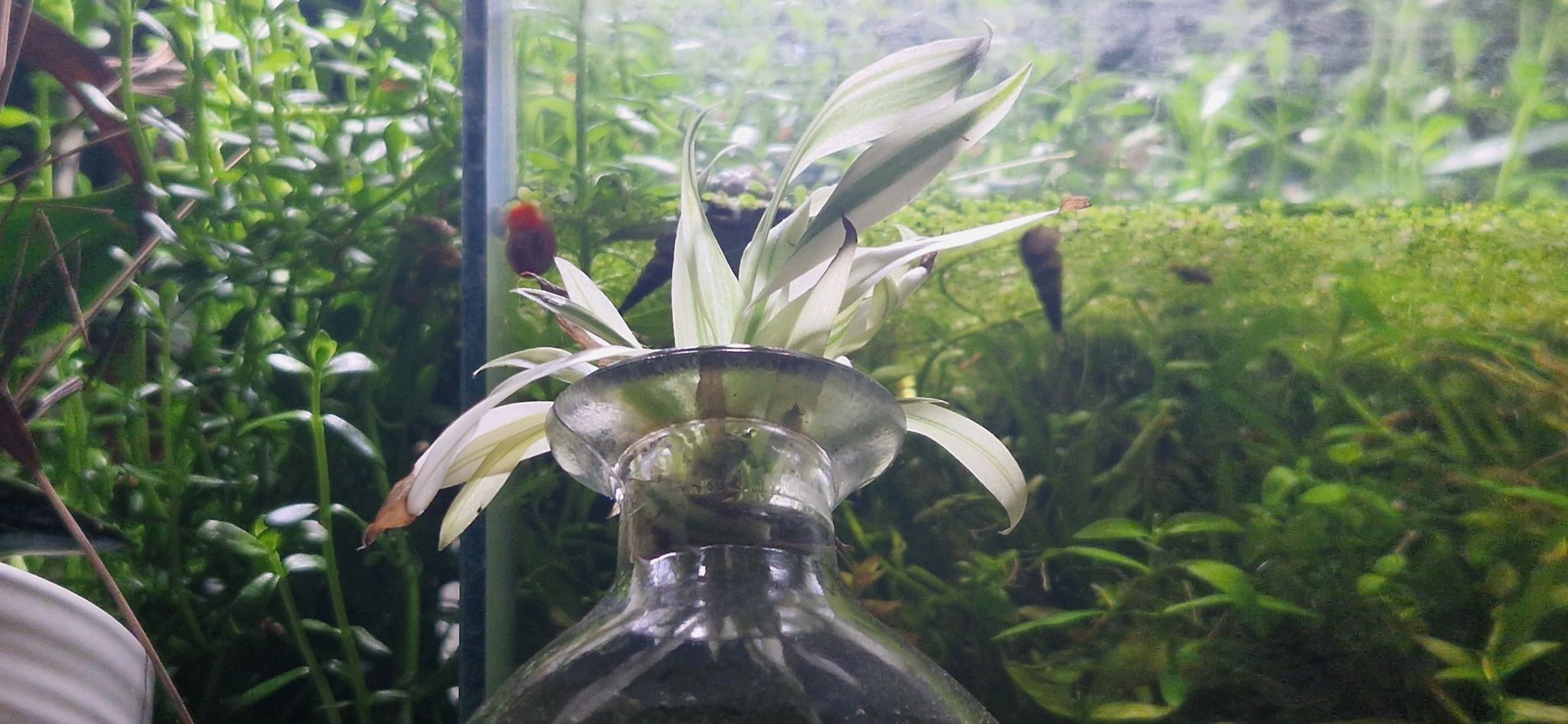 Freshly propagated spider plant pup basking under a floodlight.