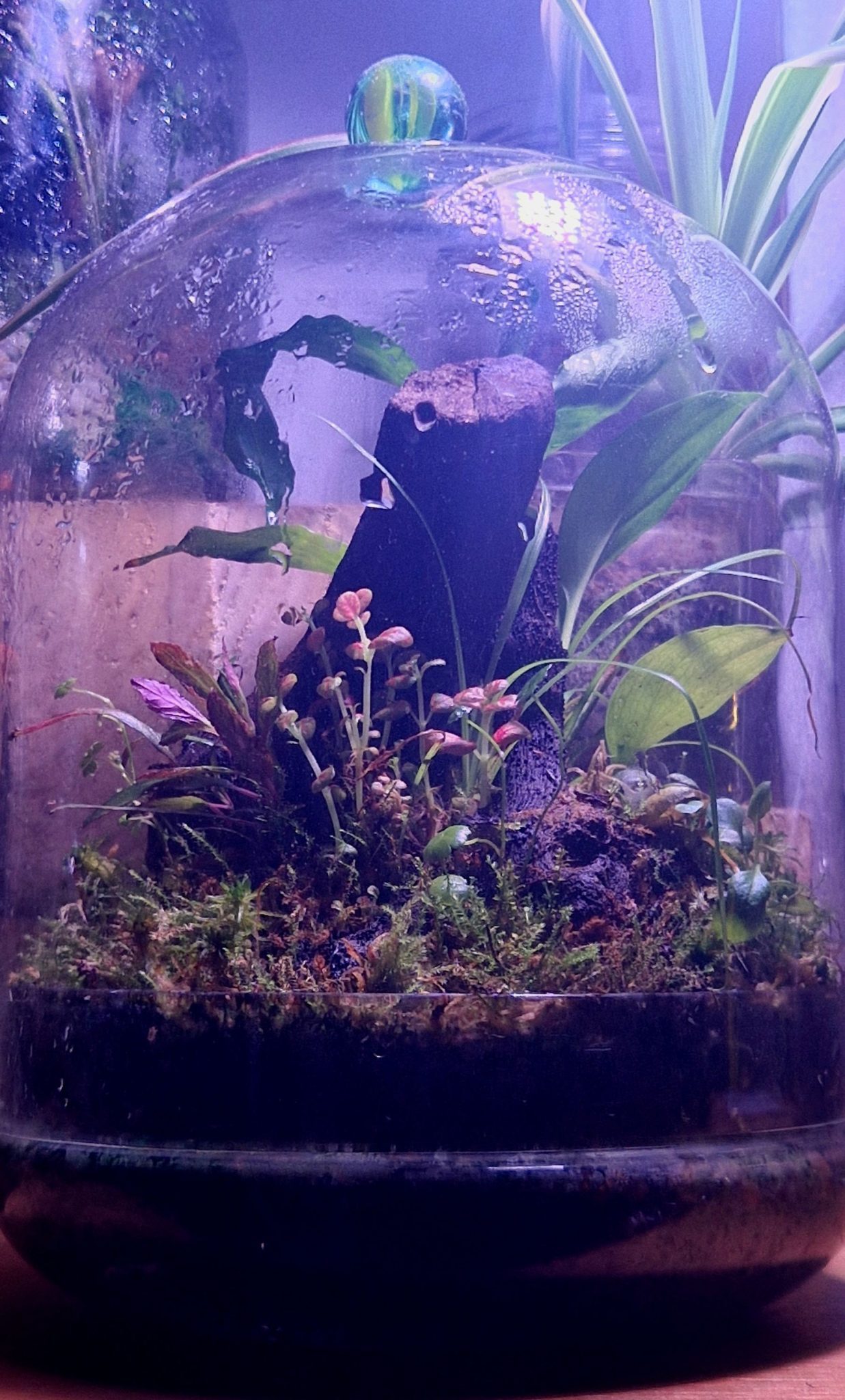 A bell terrarium with a moss carpet, pink fittonias, peace lilies and explosive wood hardscape