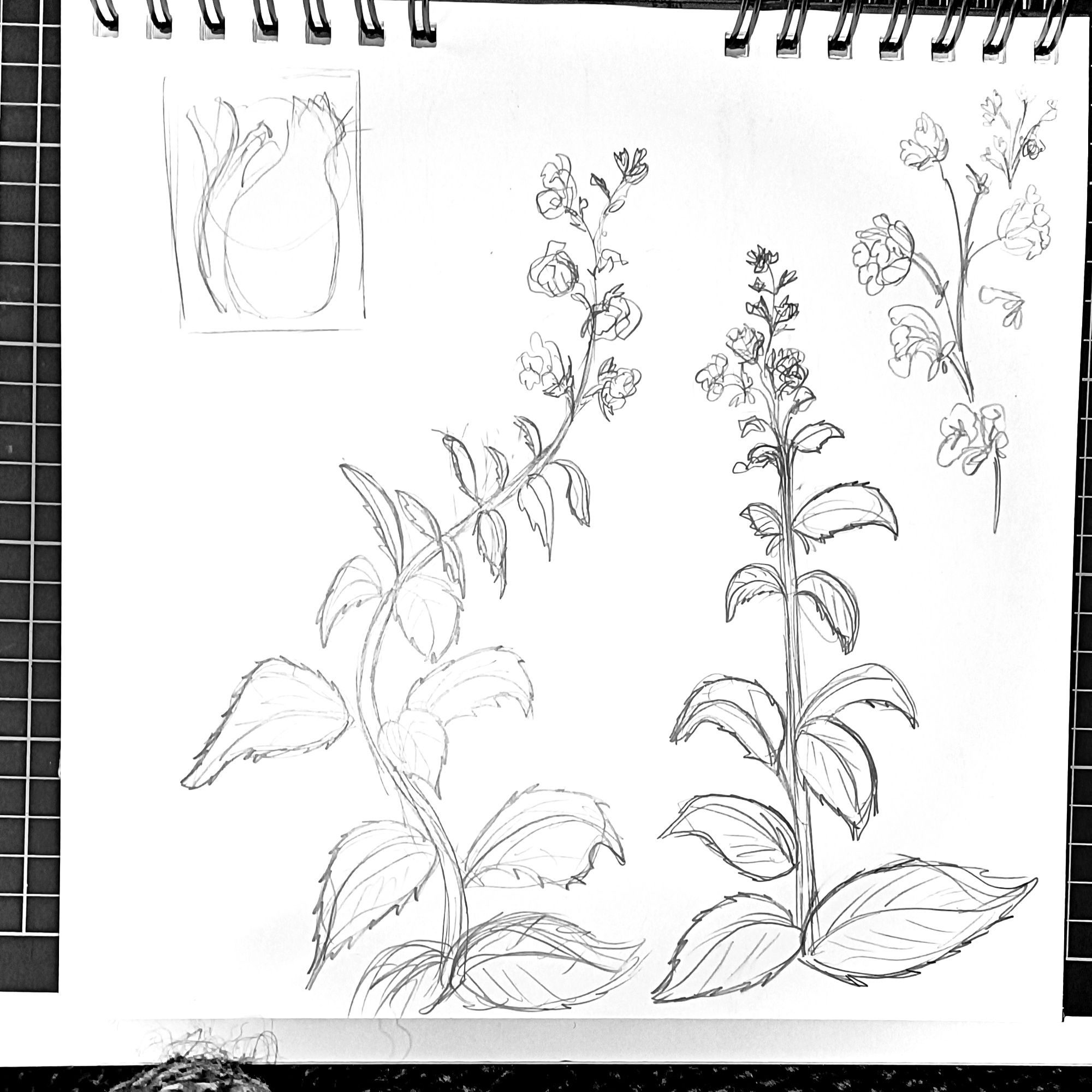 a pencil sketch of catnip