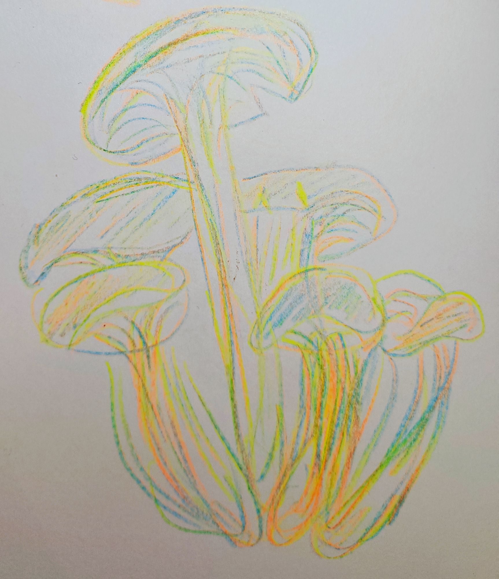 a cluster of mushrooms drawn in rainbow pencil