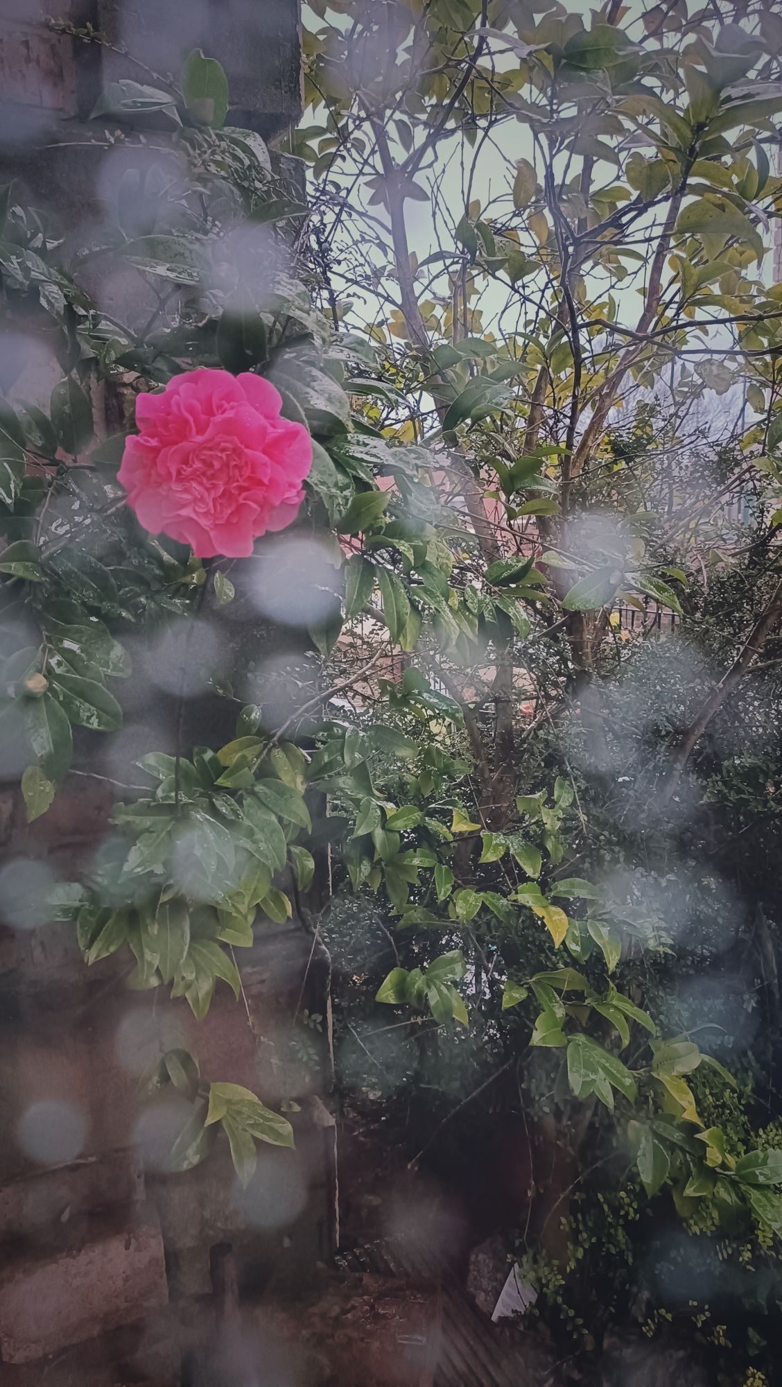 photo of a bright pink peony taken through a rainy window