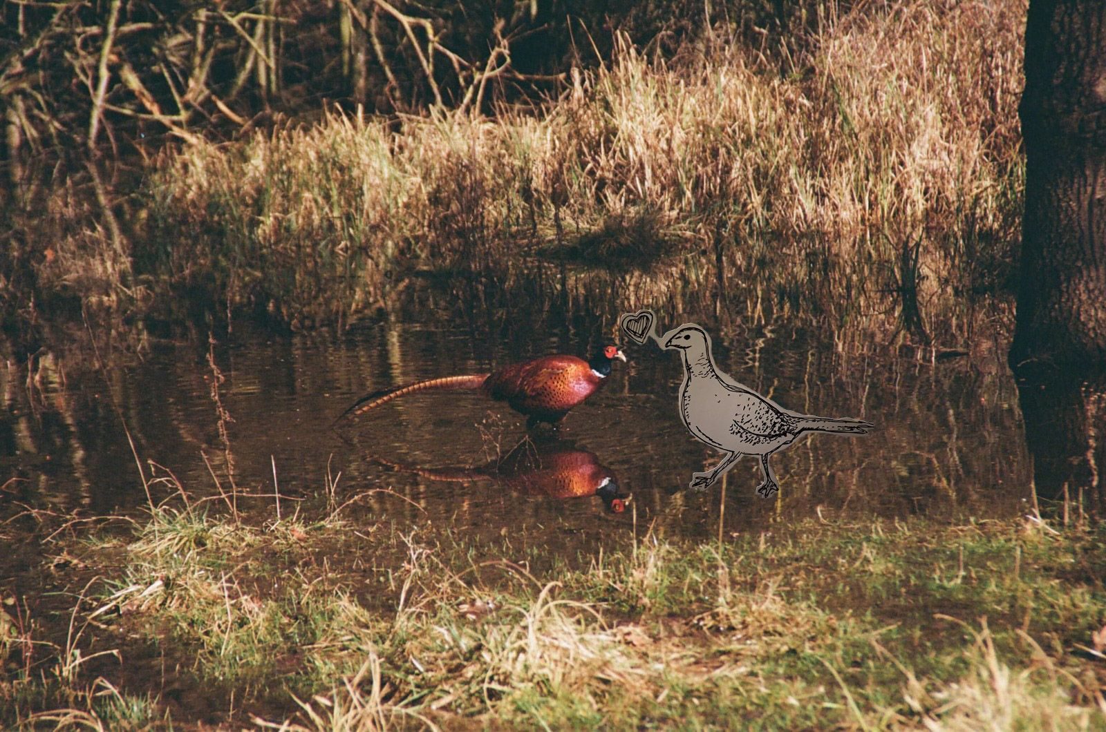 Film photo of a pheasant in a body of water, with a ballpoint sketch of a female pheasant superimposed in