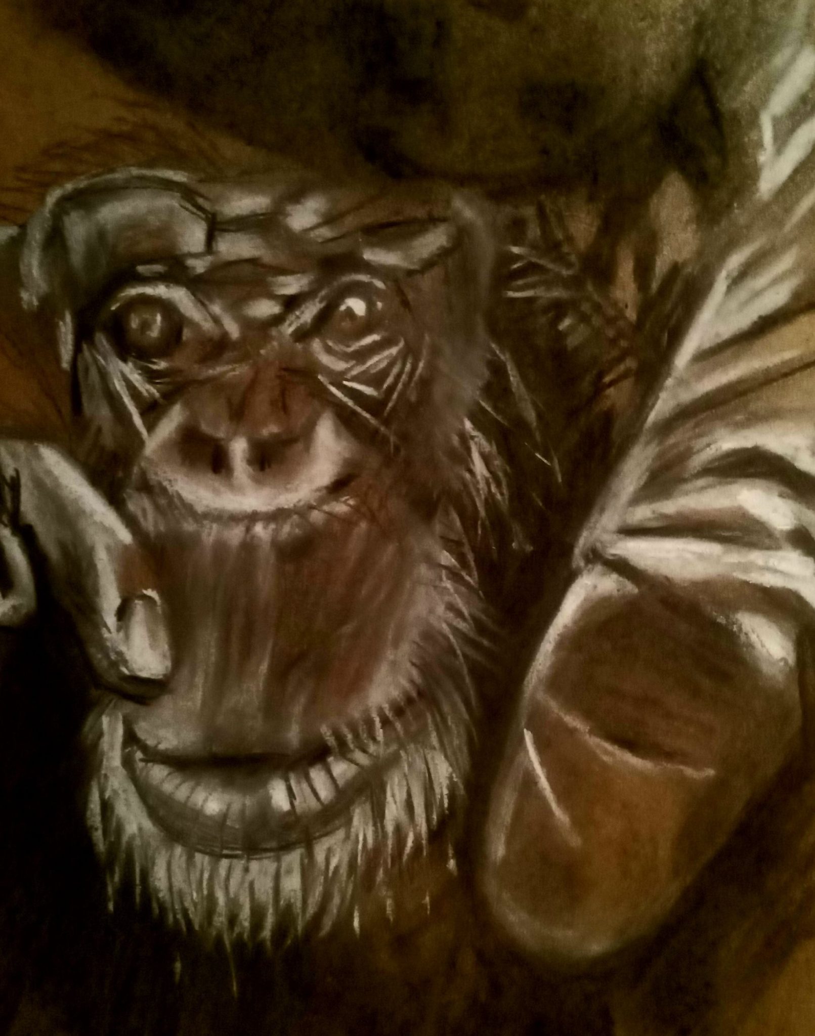 Black and white charcoal drawing of chimp's face. His left hand is in the foreground, touching the 'camera'.