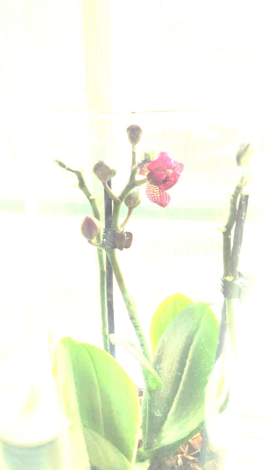 a deliberately overly exposed photo of a pink orchid against a window