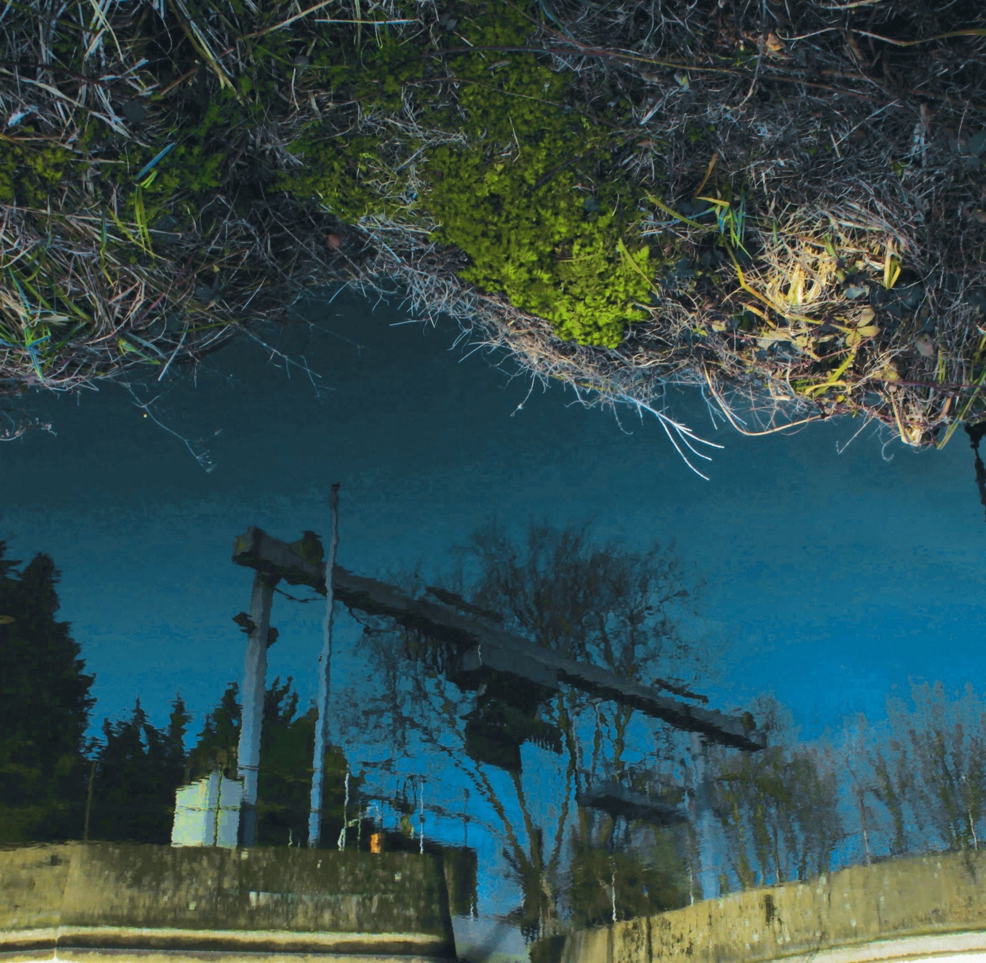 A photographer of cranes reflected in a water, grass framing it on top as if a sky with clouds