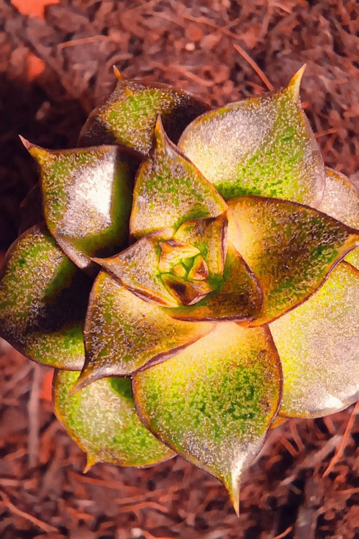 A a photo and digital illustration overlay of a flower seen from the top