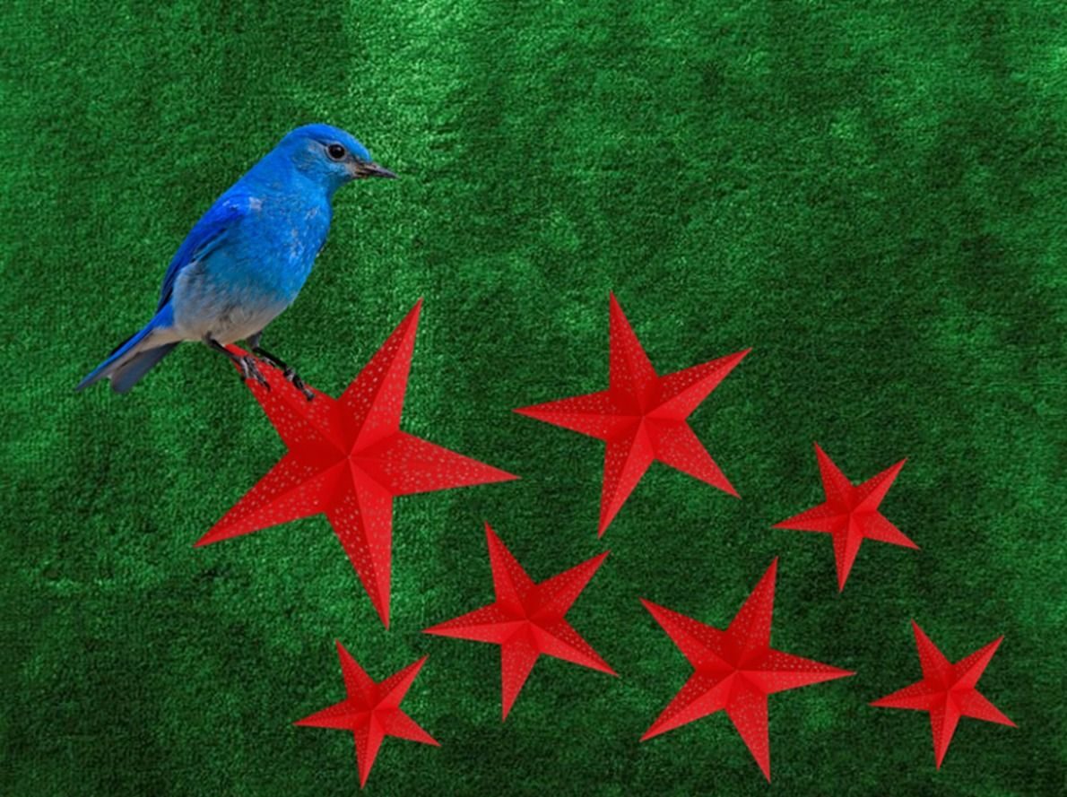 Flag with a green textured background, like moss. Top right corner is a photo of a bluebird standing on a red, 5 pointed star. To the right and below of this are 6 more red stars.