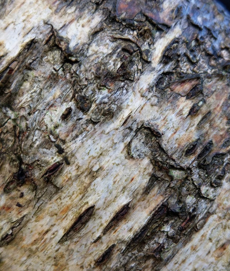 close up photo of a tree bark