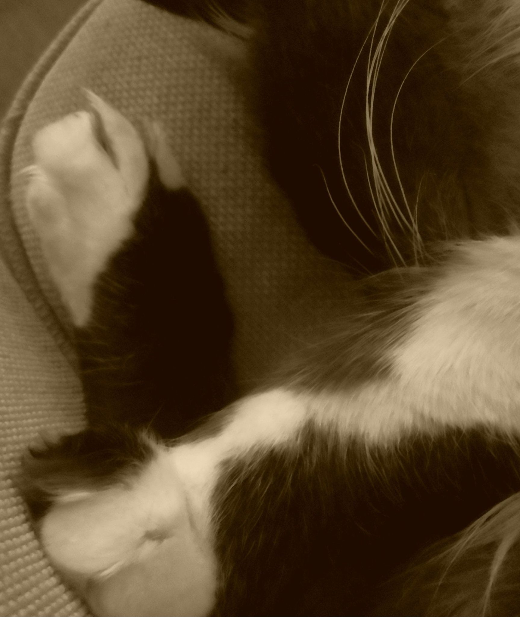 Sepia-tone photo, close-up of sleeping cat's paws and head